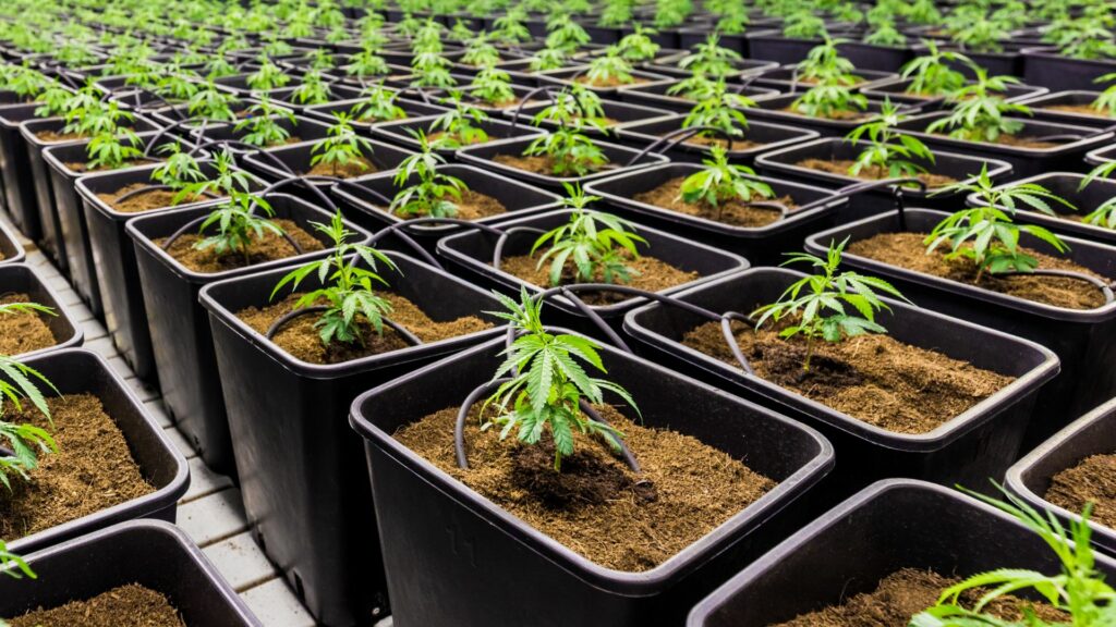 Woman risks 18 months in jail and €8,000 fine for 700 cannabis plants