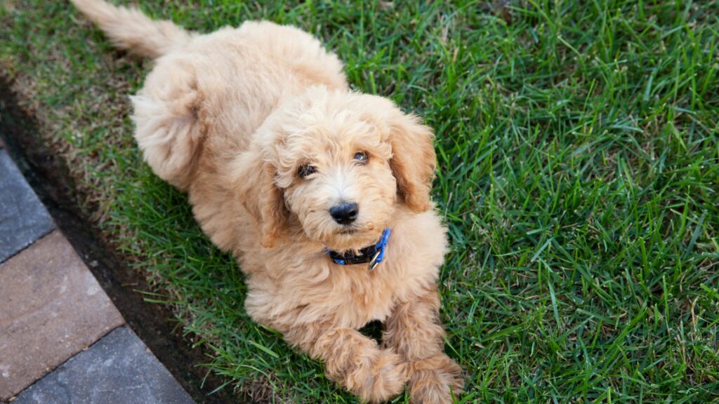 Experts urge caution as popularity of labradoodles and other cross-breeds increases