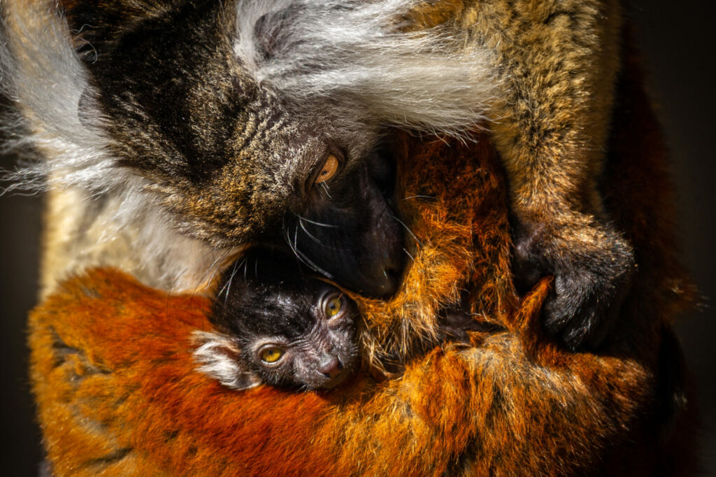 Third black lemur is born at ZOO Planckendael