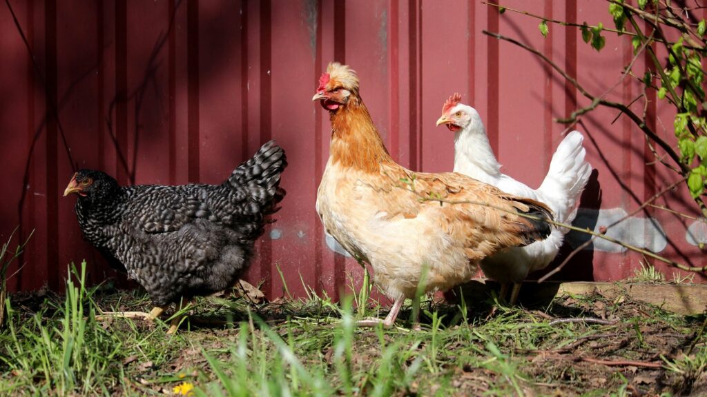 Keeping chickens becoming more popular in Belgium: What to know