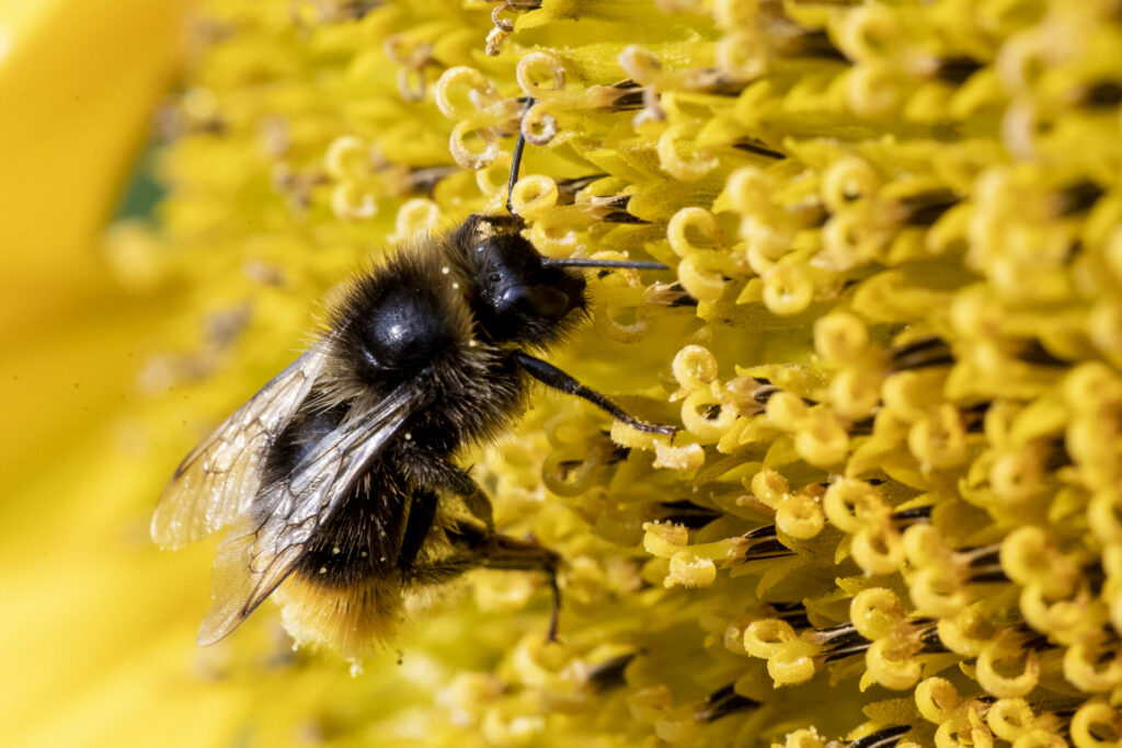 Massive bee die-off has beekeepers worried