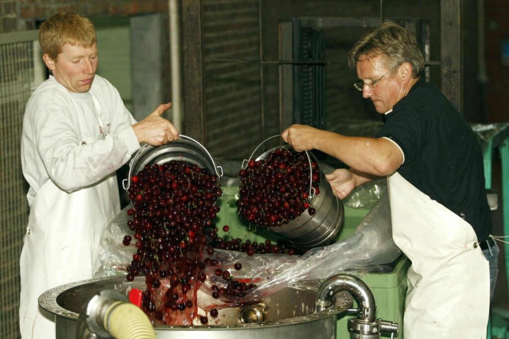 Kriek season: 15,000 kilos of cherries arrive at Mort Subite brewery
