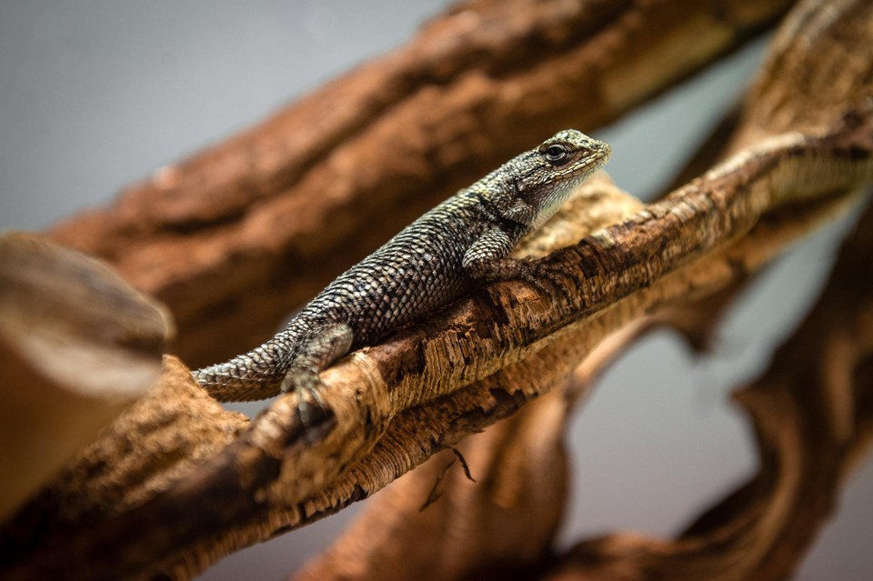 Antwerp Zoo makes history with birth of rare spiny-tailed iguanas