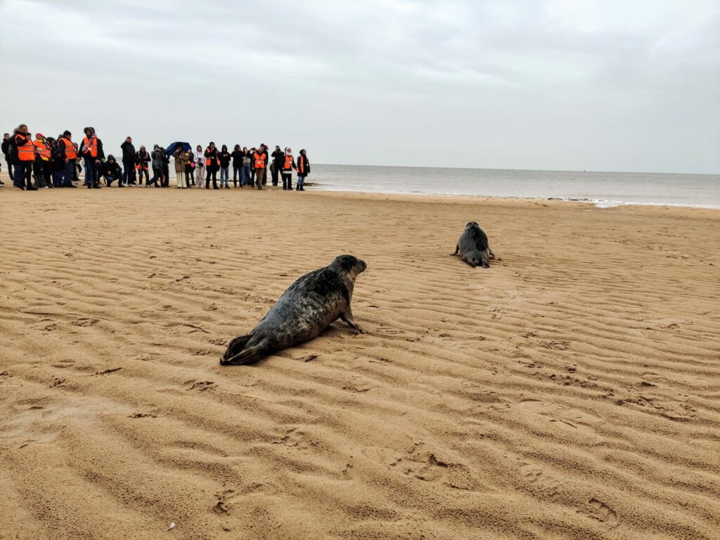 Washed-up seals released on Ostend beach