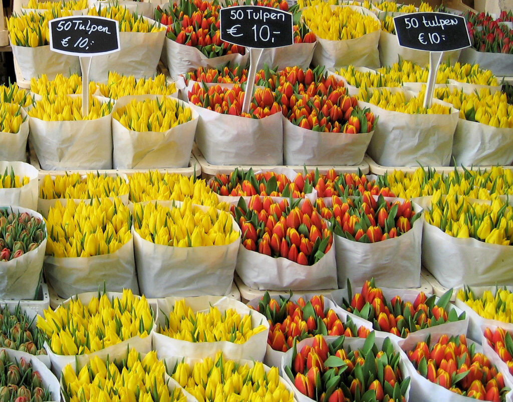 The Netherlands exported €82 million in tulips and bulbs last year