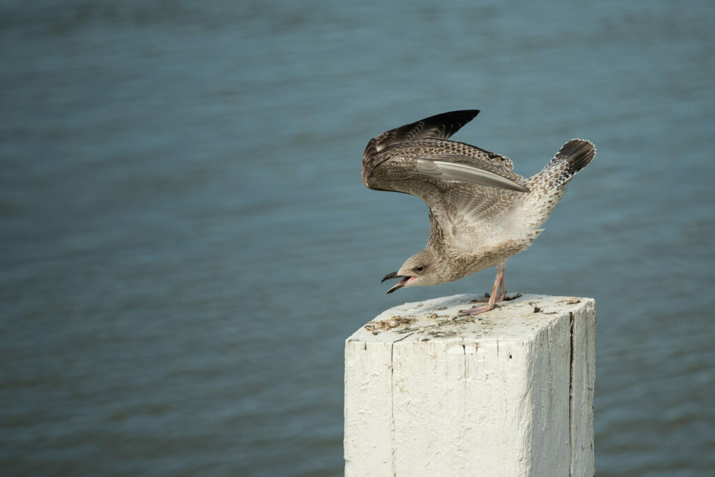 Belgian coastal town hosts European seagull screeching contest