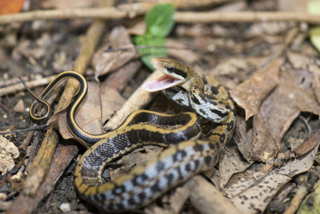 18 Chinese snakes caught in Flanders
