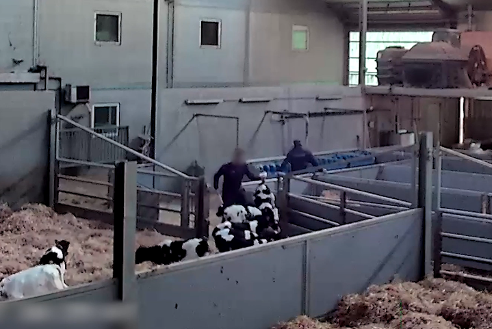 Activist footage reveals severe mistreatment at Belgian cattle farms