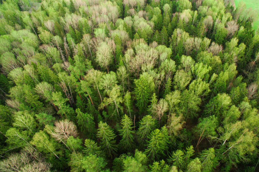 European forests lose colour due to climate change