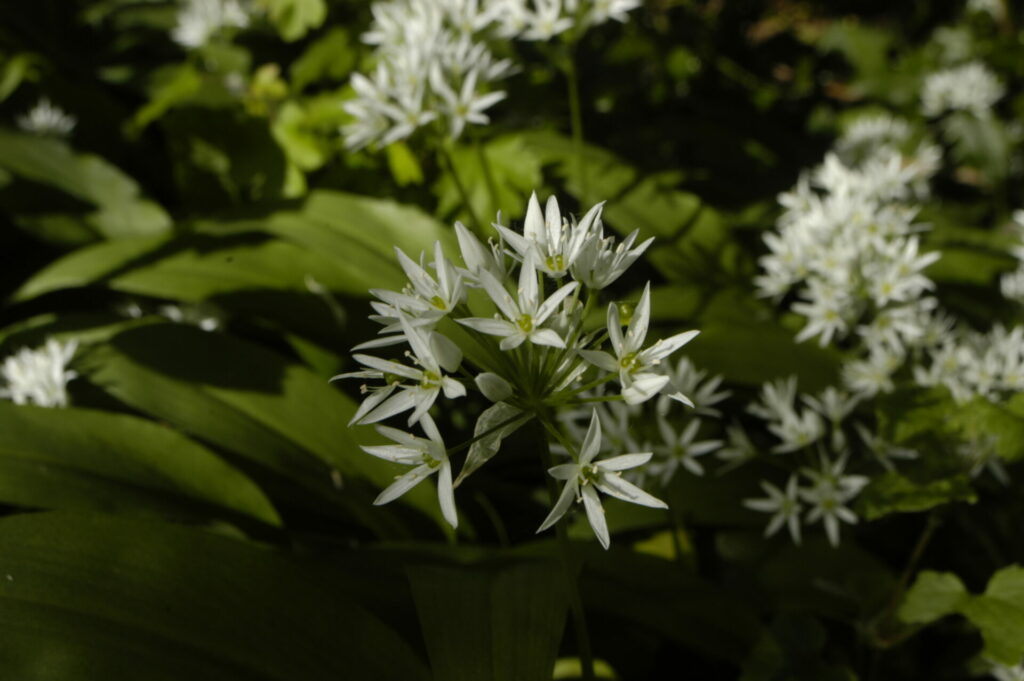 Wild garlic in full bloom, but picking remains prohibited in Belgian forests