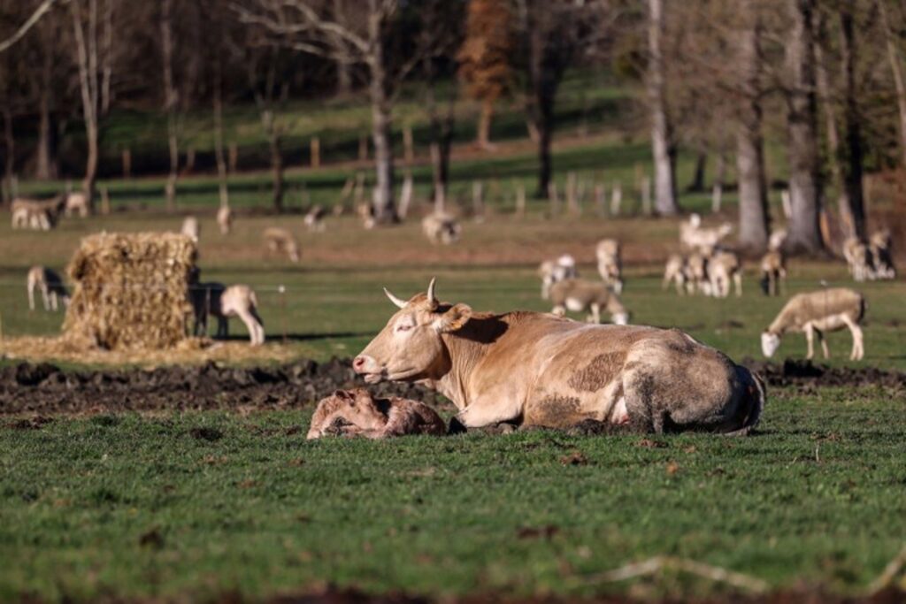 Disease linked to climate change threatens Europe's cows