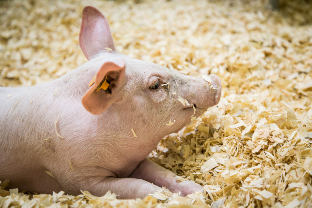 Ban castration of piglets without anaesthetic, animal rights group says