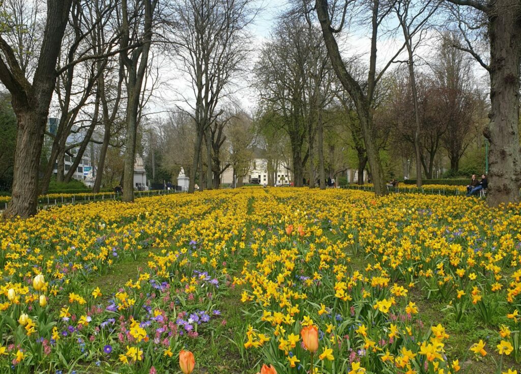 A greener Brussels: 910 new trees, 25,000 shrubs and 50,000 perennials planted