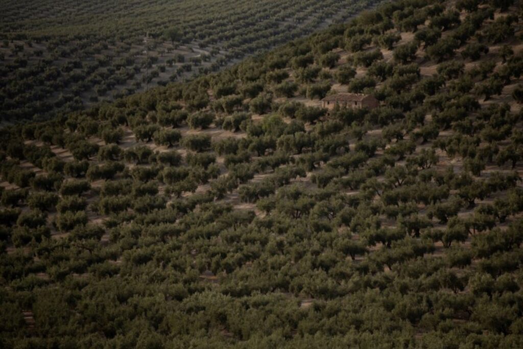 Drought in Spain threatens olive oil production