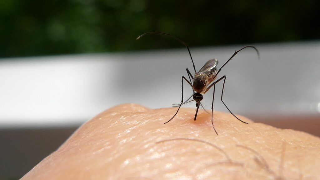 Why Do Some People Get Bitten By Mosquitoes More Than Others 