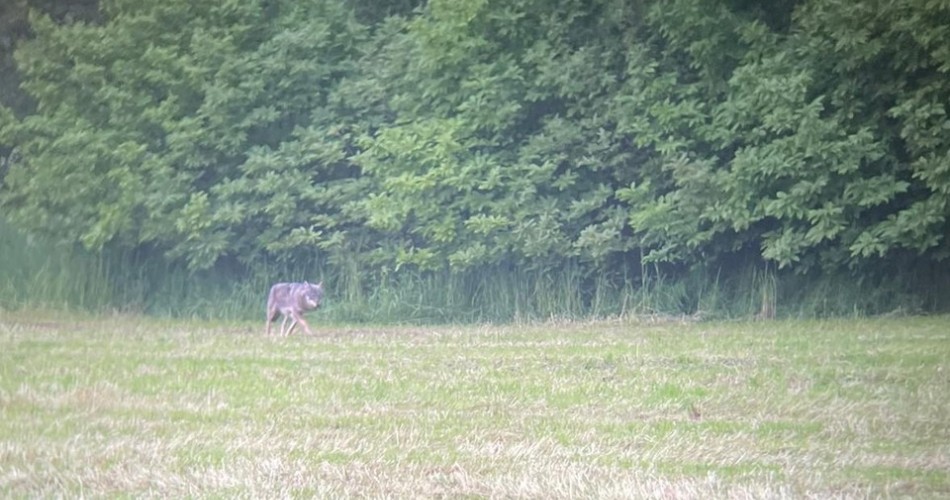 'Over 200 years ago': New wolf spotted in West Flanders