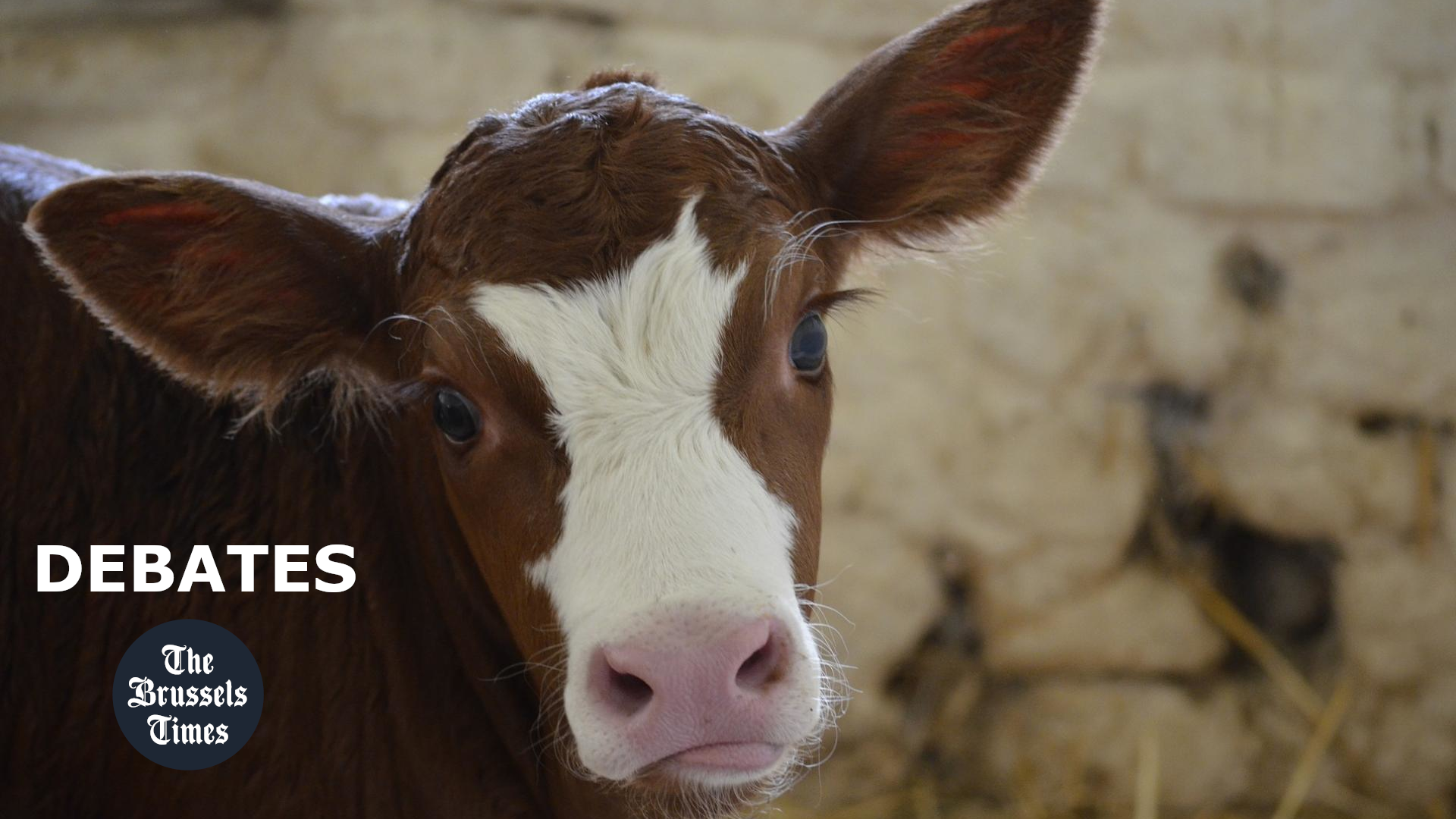 Today at 1pm: Why do we need an EU Commissioner for Animal Welfare?