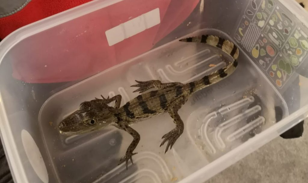 Brussels police find baby caiman in Uccle