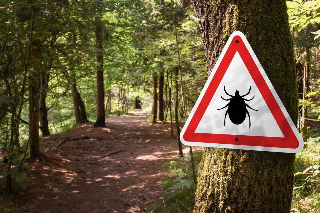 Brain inflammation from viral infection: The alarming rise of ticks in Europe