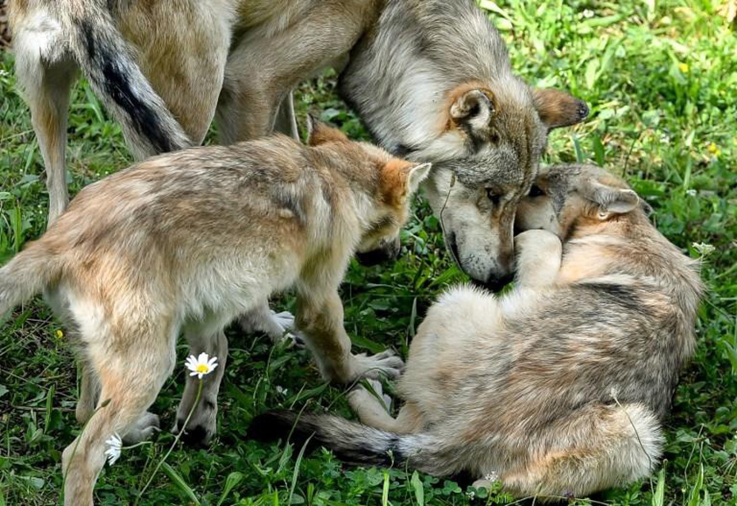 Five wolf cubs spotted in Flanders
