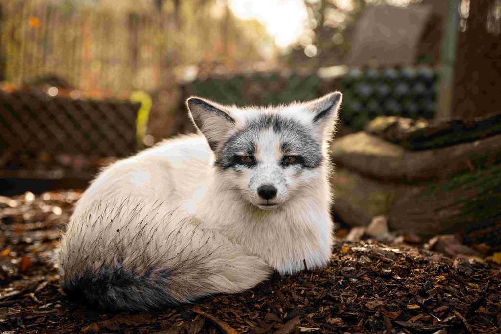 Call for a Fur Free Europe most successful European Citizens Initiative on animal welfare