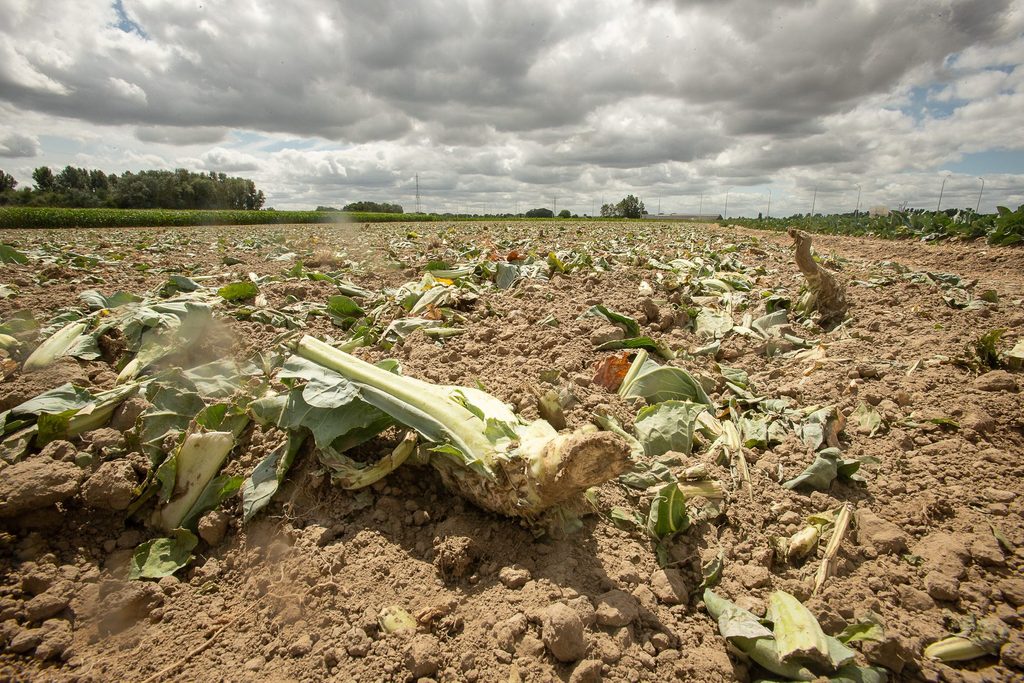 Flemish Government recognises 2022 drought as disaster