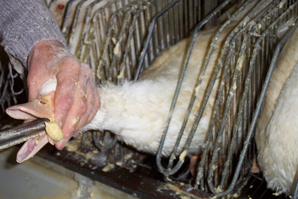 Foie gras without force-feeding: possible and imperative
