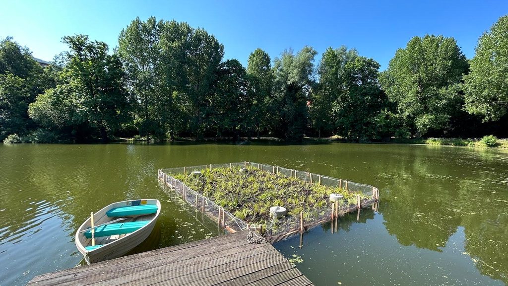 Rewilding urban waterways: Brussels puts vegetated rafts in ponds