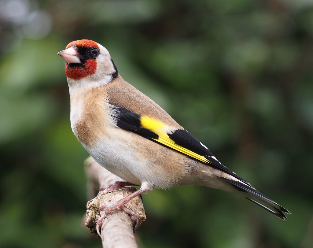 Bird traps discovered and dismantled by Brussels' canal