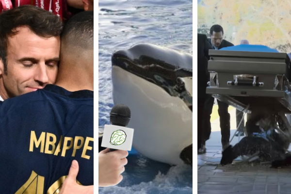 Le Chou News: Orcas Make Killer Demands