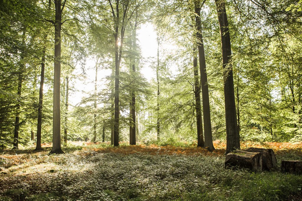 Losing a football pitch every day: Alarming decline of Flemish forests