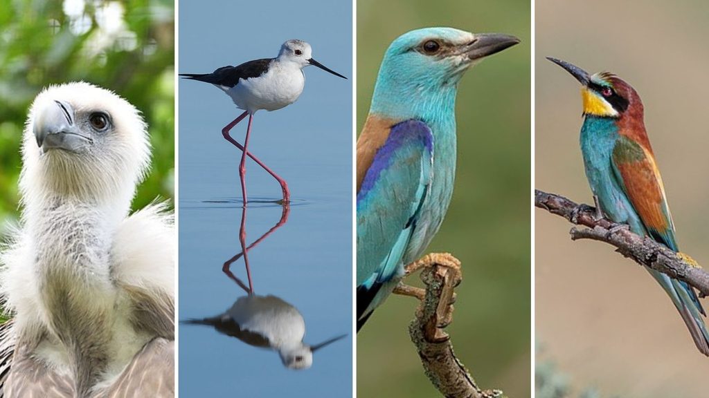 Colourful migratory birds finding a home in sunny Flanders