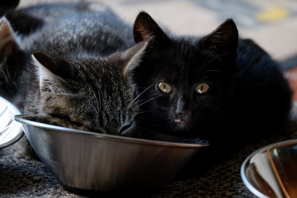 Cats in Brussels: Sterilisation and identification law strengthened