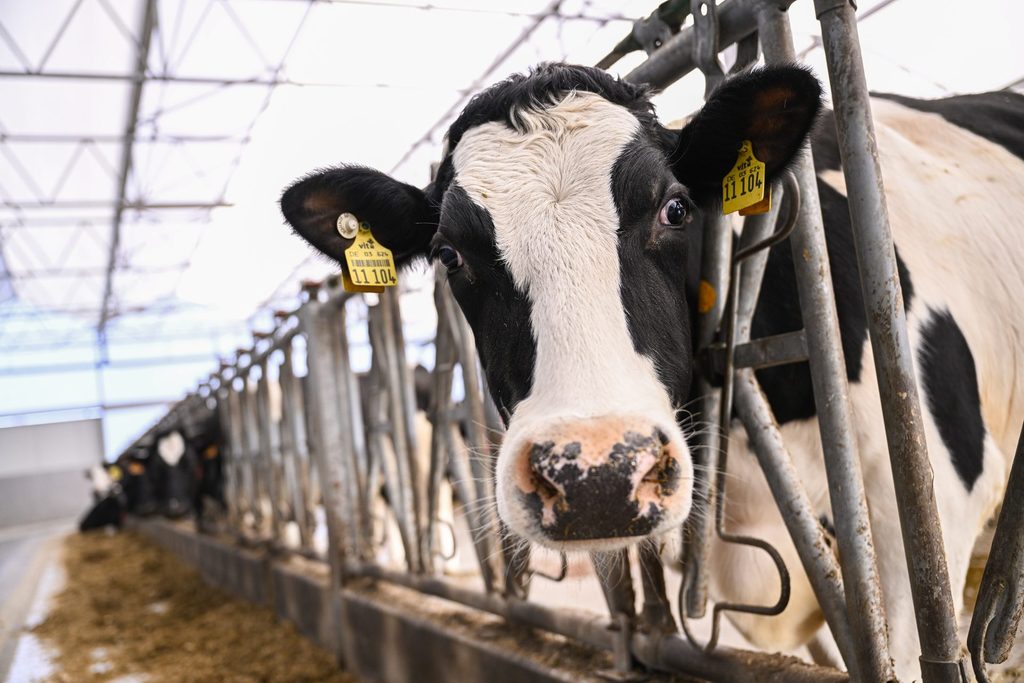 Belgian dairy farmers paid less for their milk than a year ago