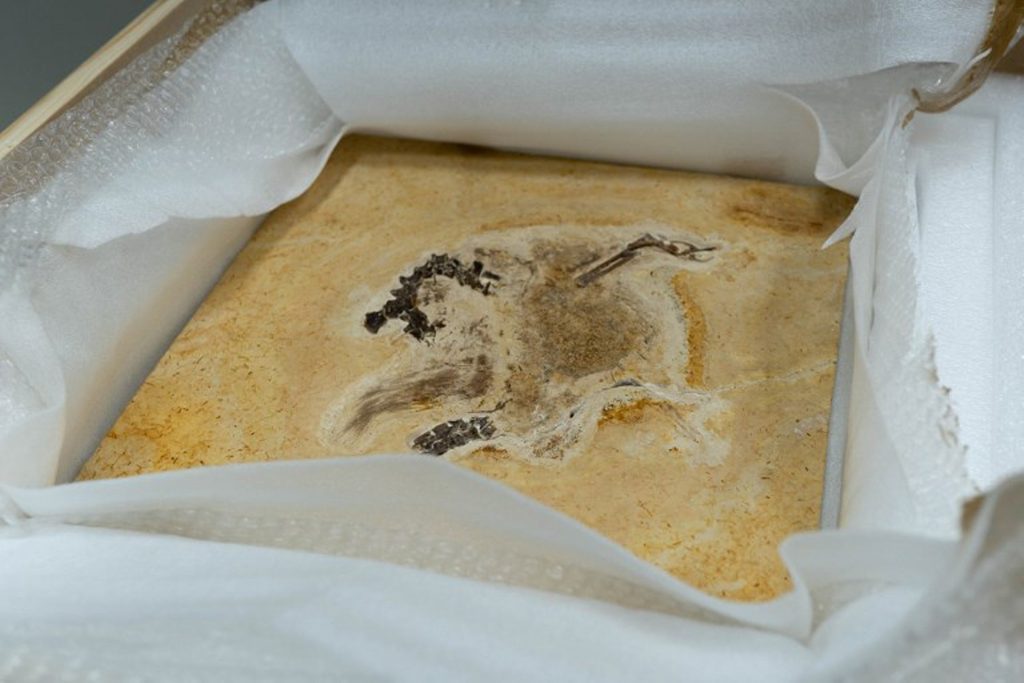 Germany returns rare dinosaur fossil to Brazil