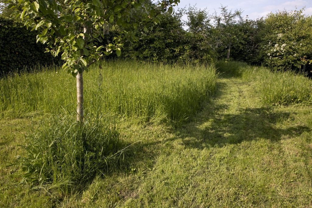 'Don't Mow May' campaign boosts garden biodiversity