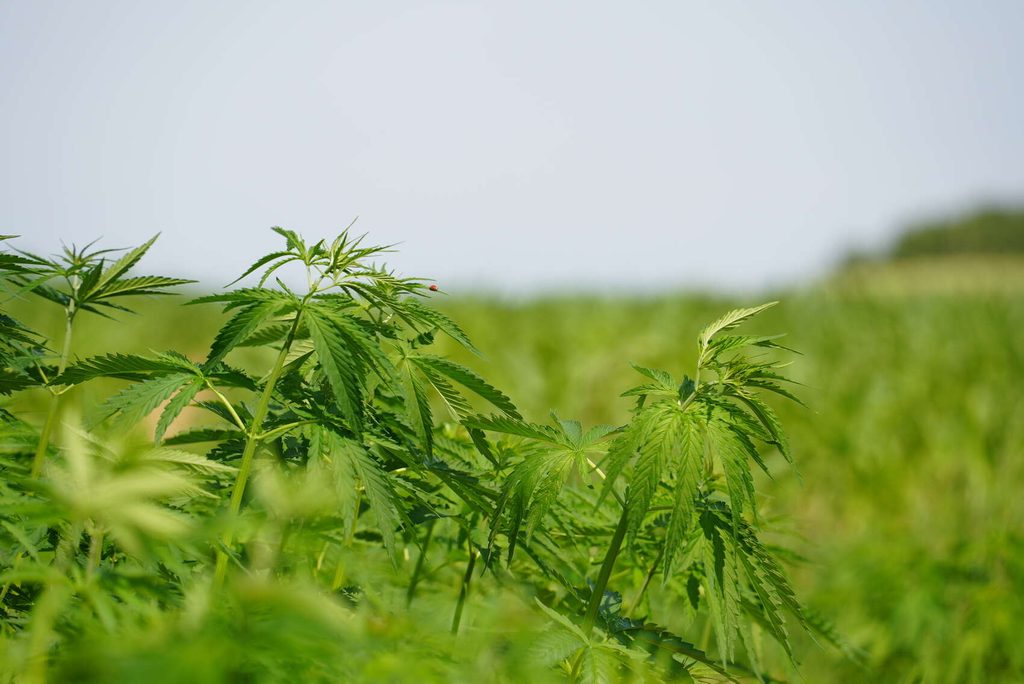 Walloon Government approves grant for cannabinoid research project