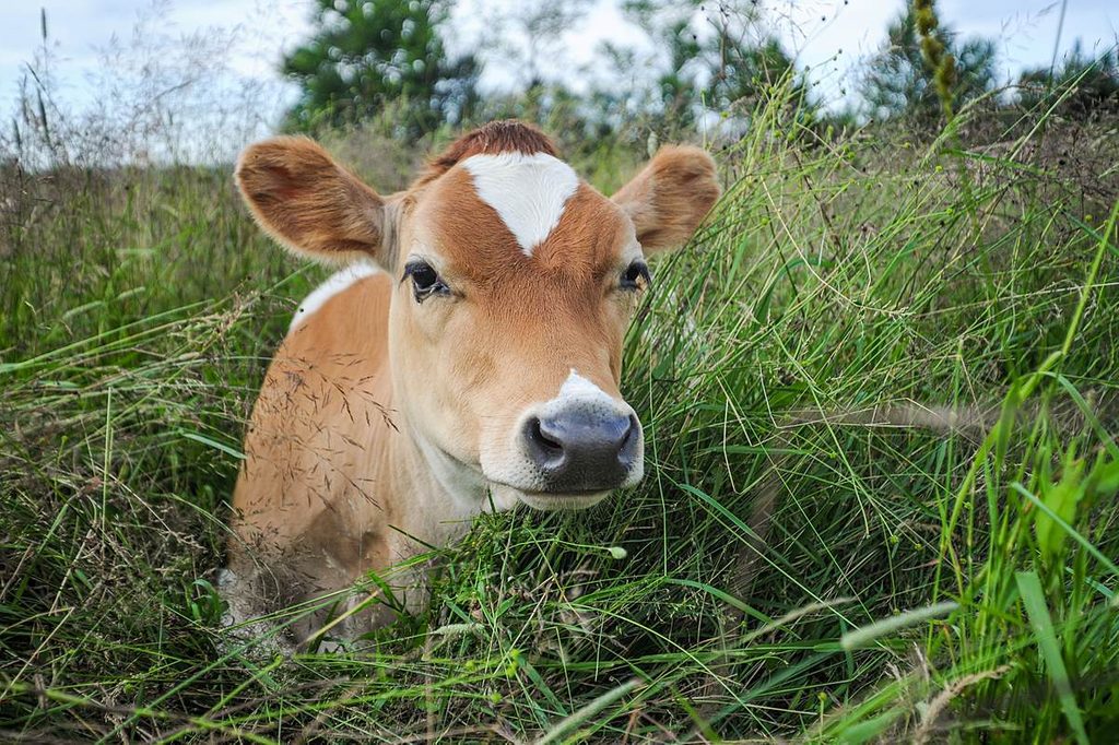 European parliamentary committee amends Commission proposal on reducing methane in agriculture