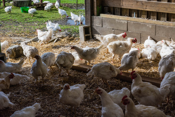 Open days at 53 Walloon farms on 1-2 July