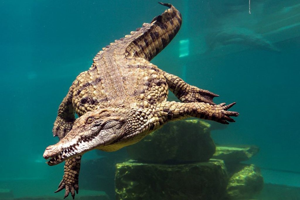 Animal kingdom's virgin birth: Female crocodile 'impregnates' herself