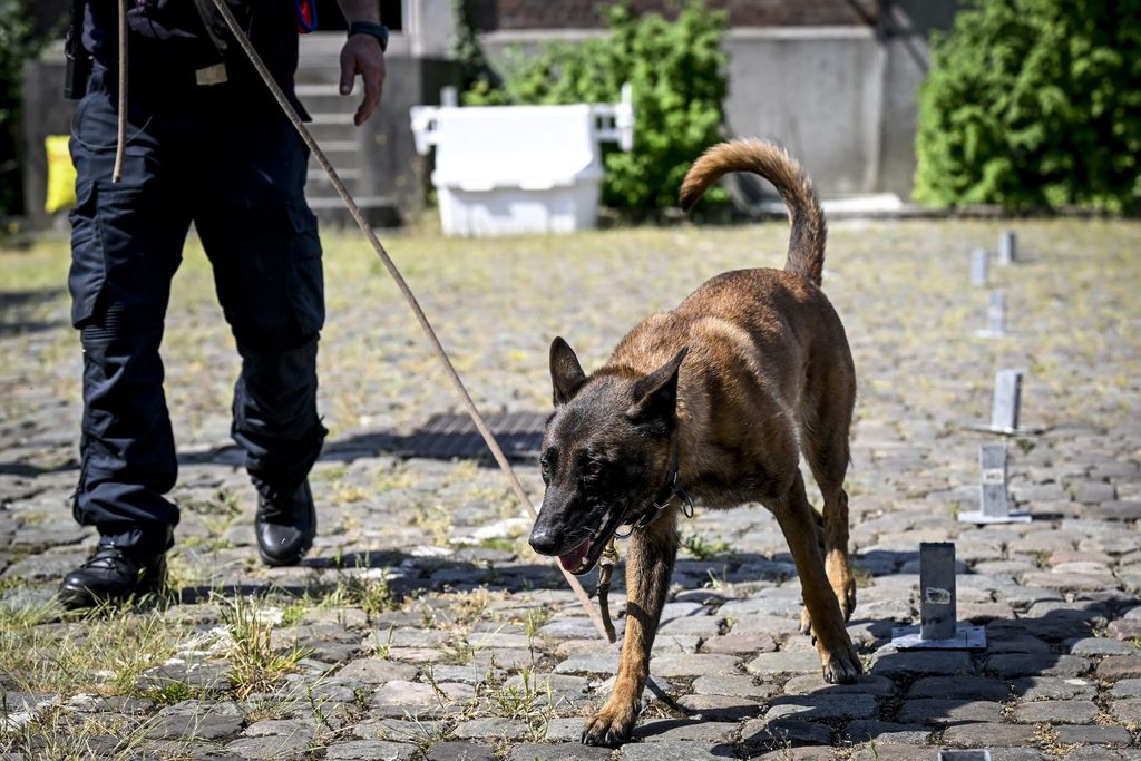 Police dogs sniffed out a record €10 million in cash last year