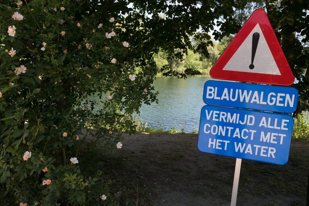 Ghent advises against water sports due to blue algae