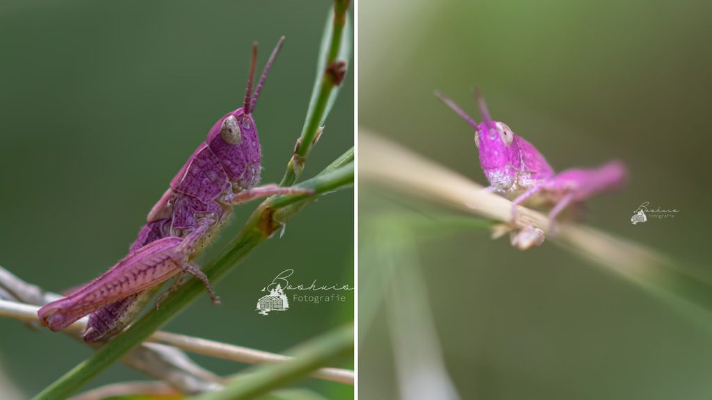 Walk on the wild side: Pink grasshopper spotted in Limburg back garden