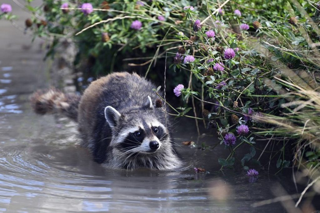 Environment minister calls for plan to curb raccoon boom
