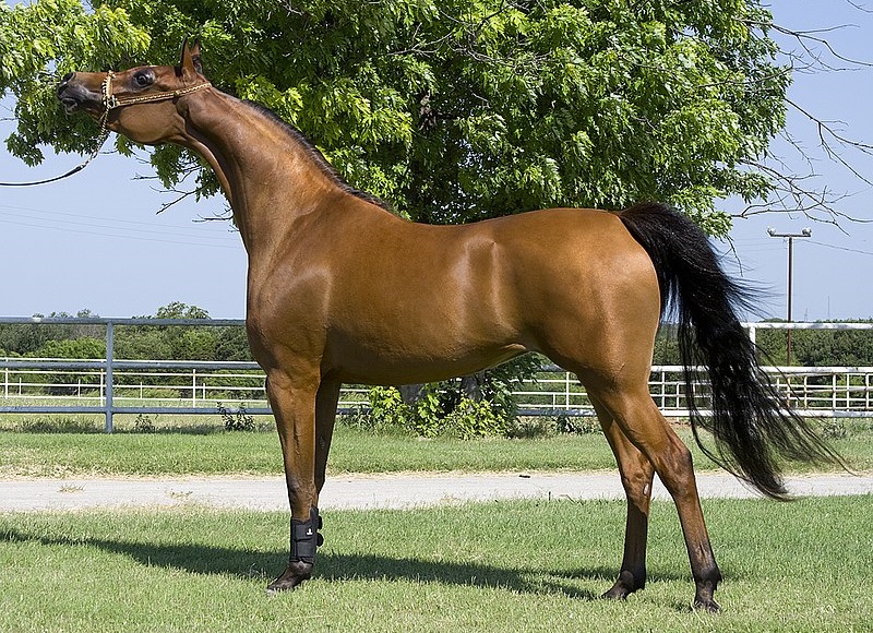 Horse trapped in pool rescued in unusual Belgian incident