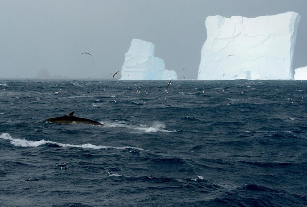 'Unprecedented and worrying': Antarctic ice pack struggling to reform after record lows