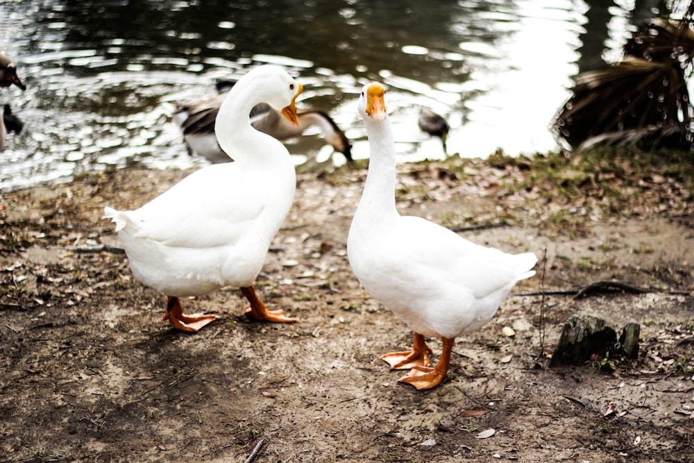 Animal welfare NGO calls on the EU to ban force feeding of birds for foie gras