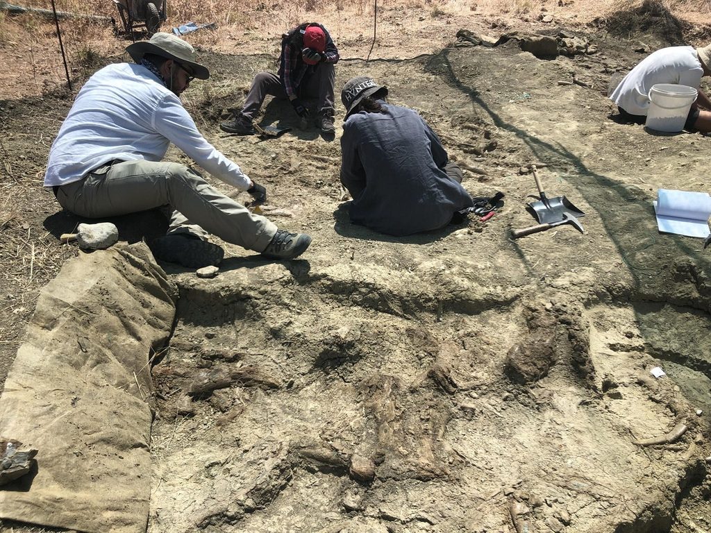 Ten pygmy hippopotamus fossils found in Crete