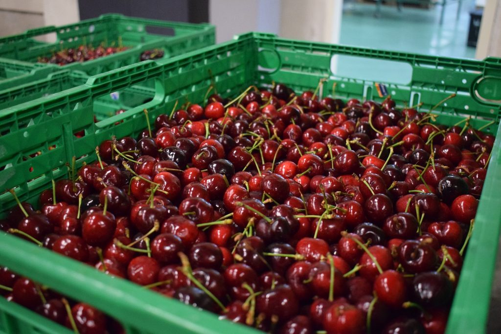 Cherry prices in Belgium soar on back of shortage
