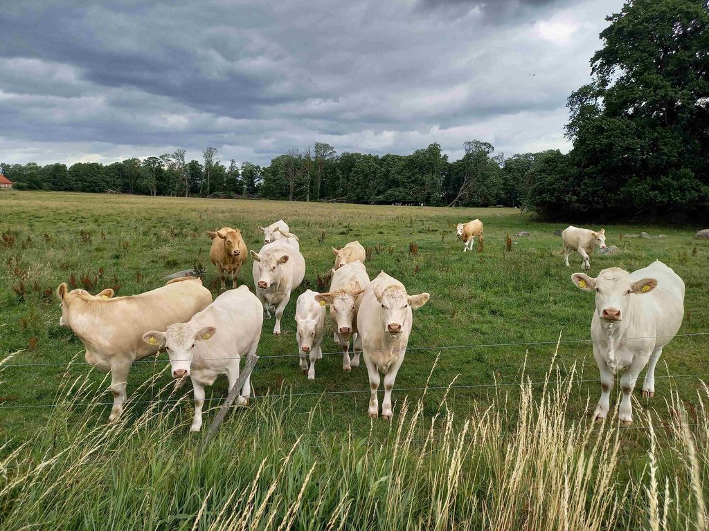 European Parliament excludes cattle farming from emissions directive